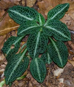 Rattlesnake plantain leaves