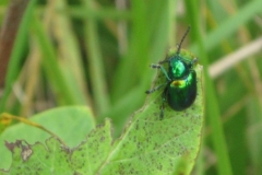 Dogbane Leaf Beetle