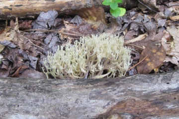 Mushrooms