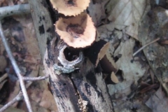 Cup Fungi (unidentified)