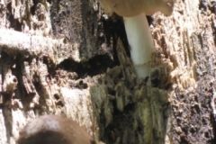 Faun Mushroom