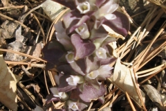 Obolaria virginica Pennywort