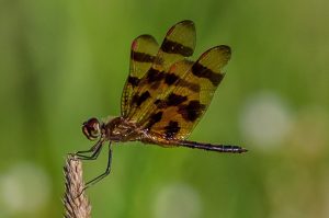 Dragonfly 3