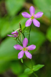 Pink phlox