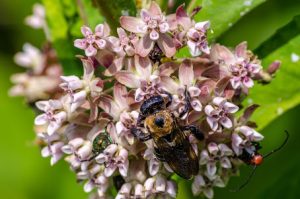 milkweed and bee